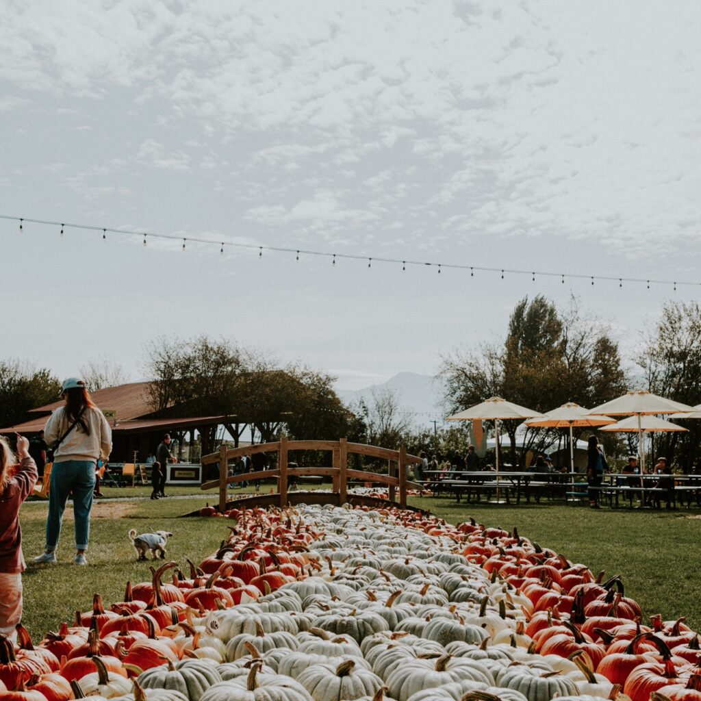 A path made of white and orange pumpkins
