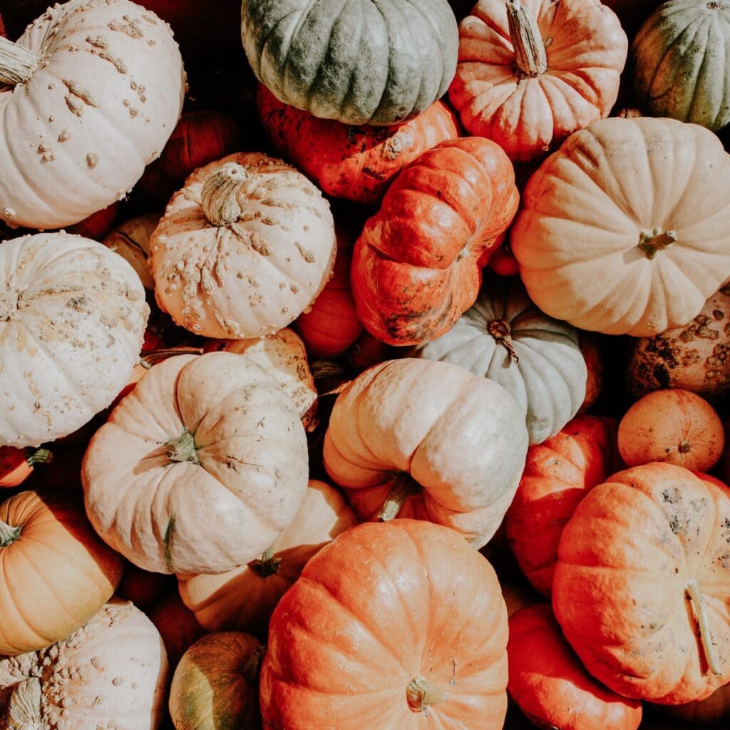 A pile of small pumpkins