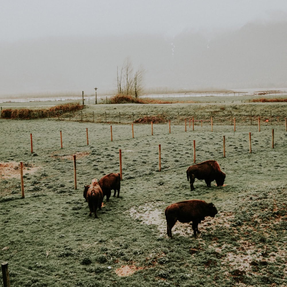 Wild bison eating grass