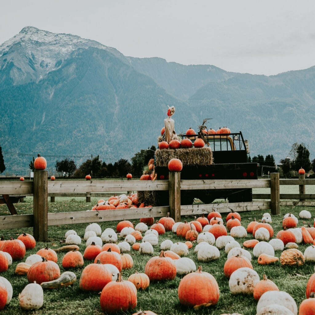 a pumpkin patch with a gorgeous mountain in the background