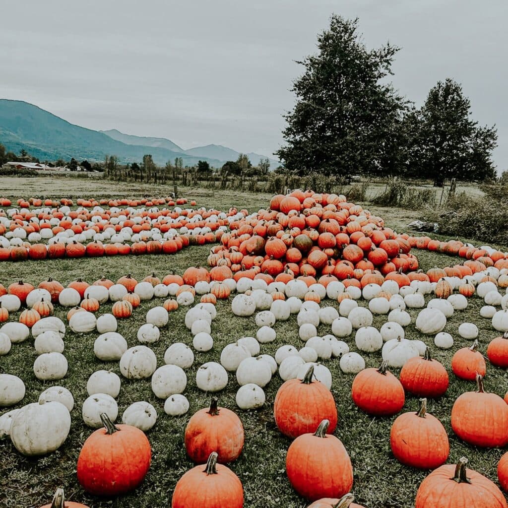 Harrison Sparkes Pumpkins 3 Large