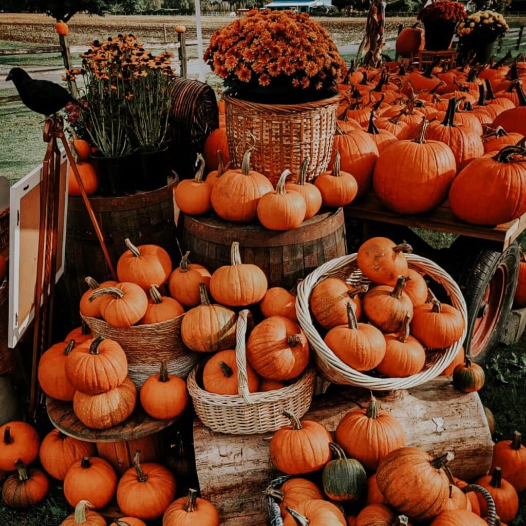 A display of baskets full of pumpkins
