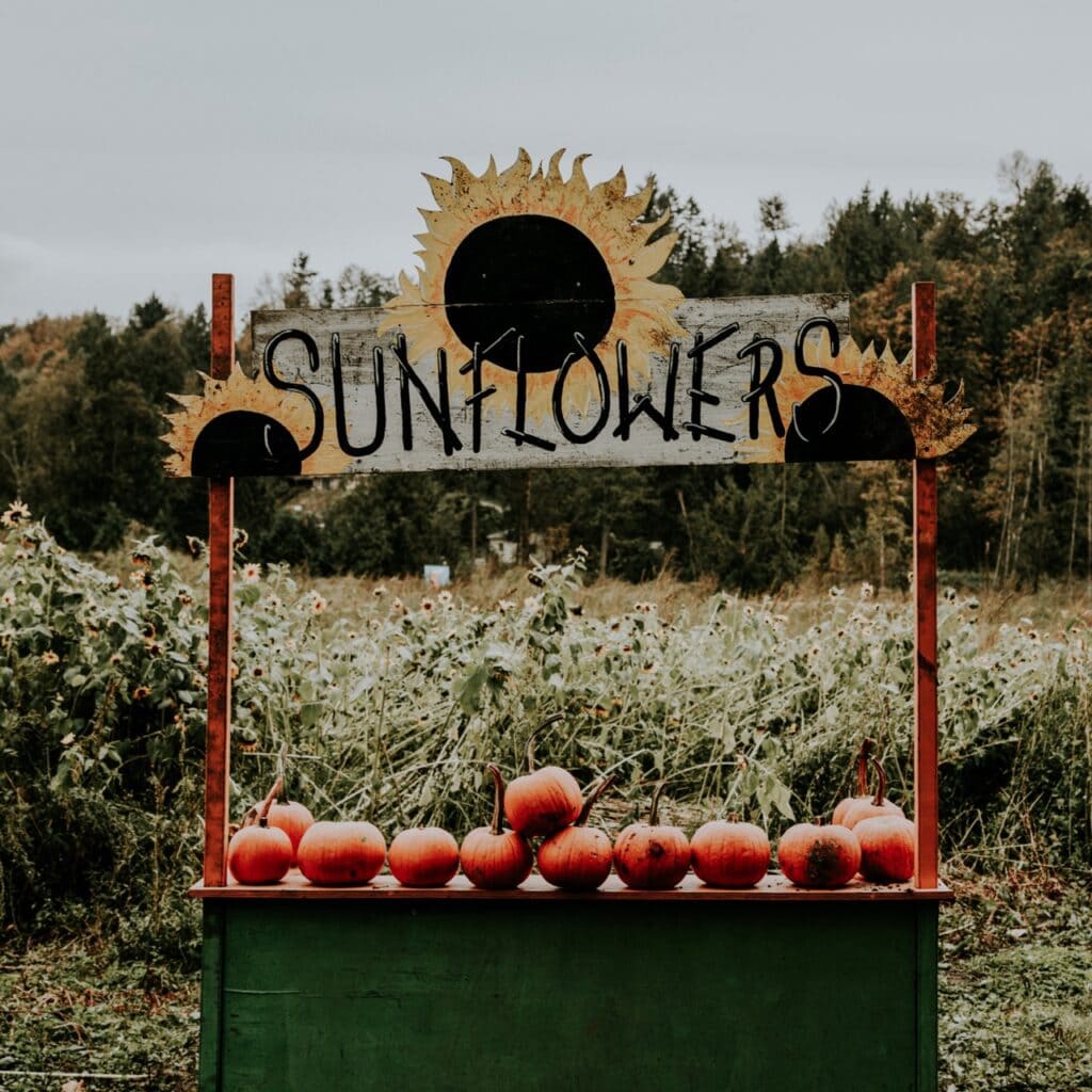 A farm stand reading "Sunflowers" with pumpkins on it
