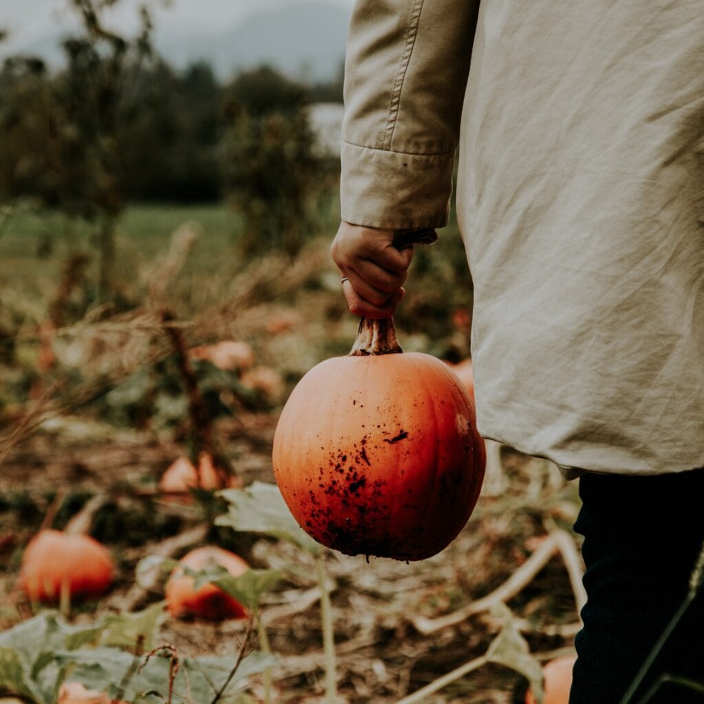 A person holding a small pumpkin while standing in a pumpkin patch