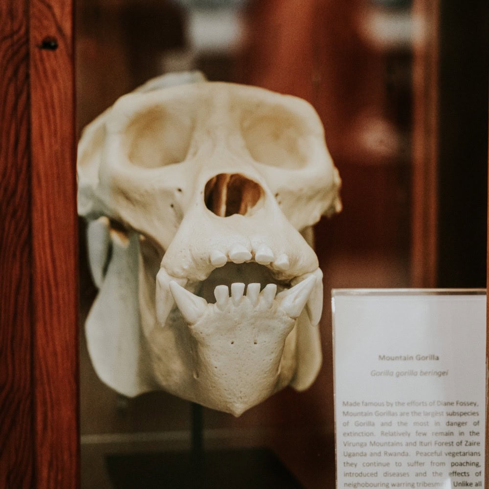 Gorilla Skull fossil