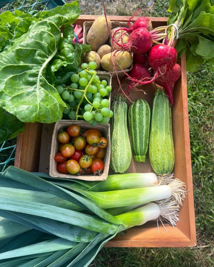 Earthwise Agassiz