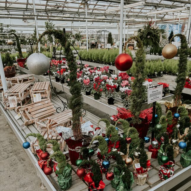 Inside of greenhouse decorated for Christmas