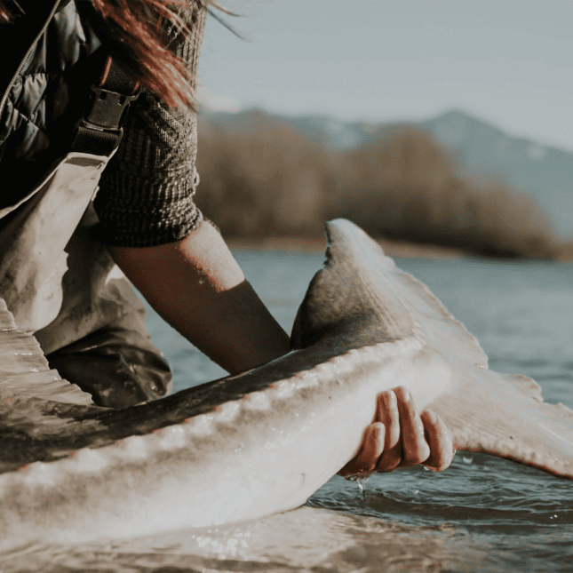 Person holding Tail end of a sturgeon