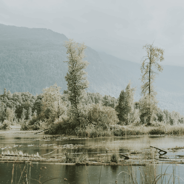 Chilliwack Cheam Wetlands 1