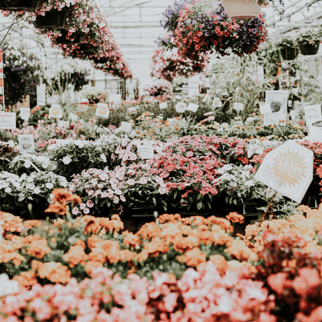 Flowers in a greenhouse 