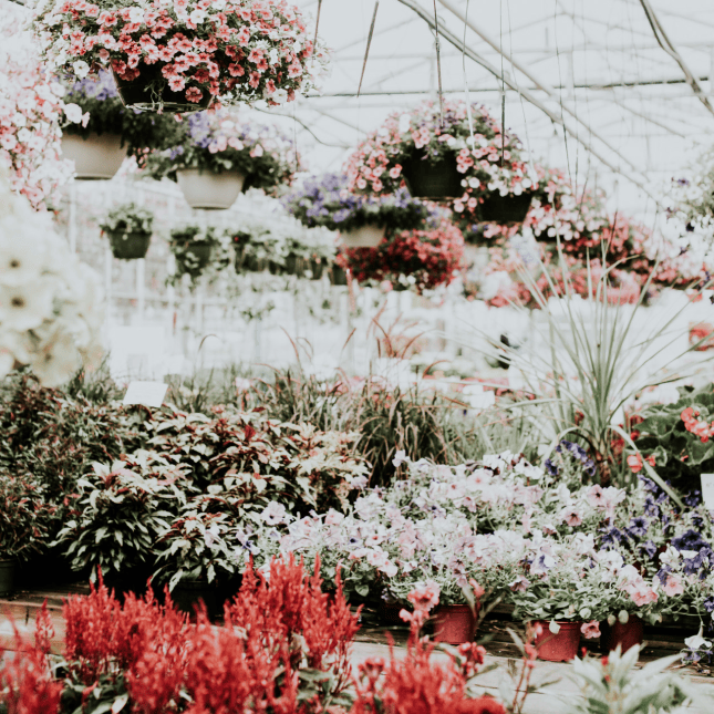 Flowers in a greenhouse 