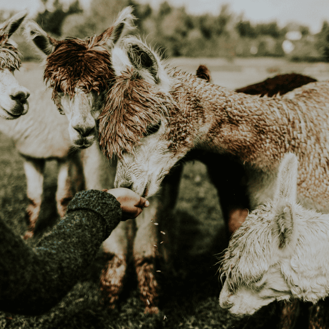 Animals eating out of persons hand 