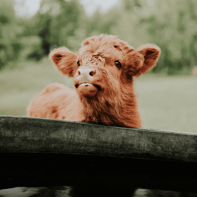 A highland cow 