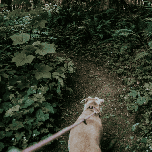 Dog walking on leash through forest