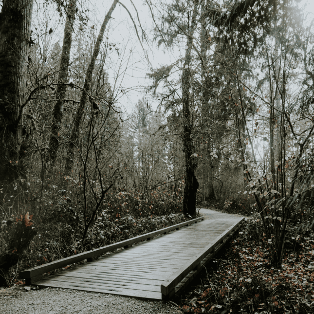 Walking bridge in a forest 