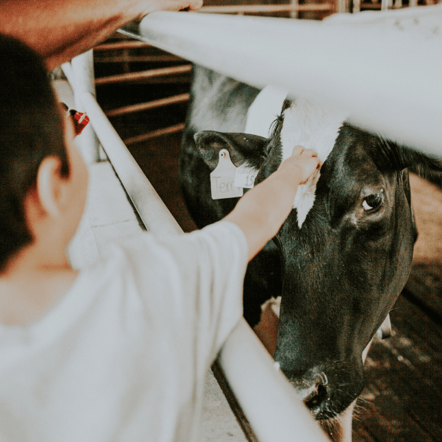 Close-up of a cow being interacted with during a farm experience.