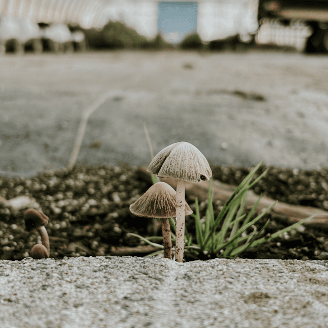 Mushroom growing in soil outdoors, with leafy greens and sprouts visible.