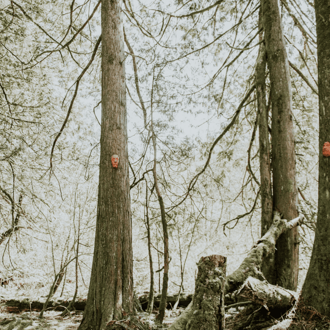 Trees in a forested area.