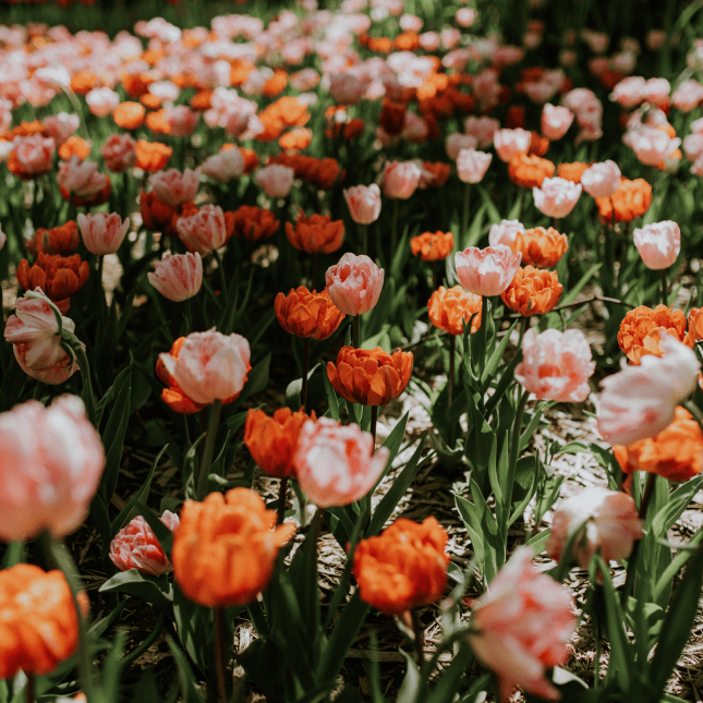 Close-up of orange tulips in bloom.