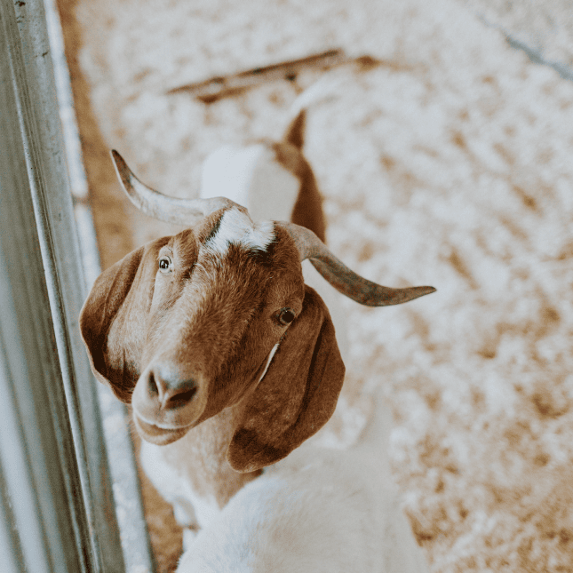 Goat resting on straw at a farm.