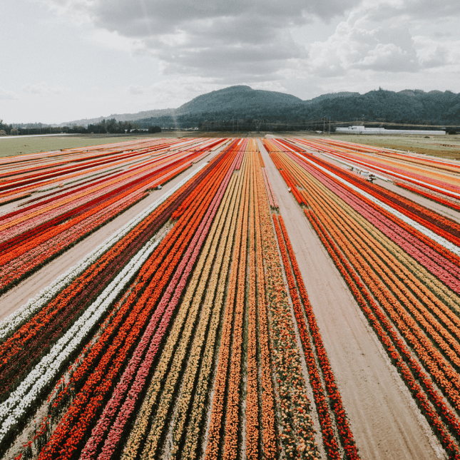 Aerial-style view of striped tulip rows.