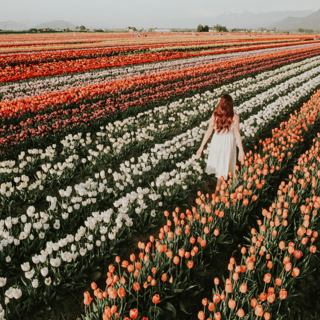 Person walking through long rows of colorful tulips.