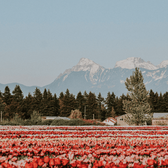 19. Tulip field with mountains in the distance.