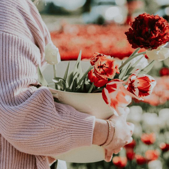 Person holding freshly picked red tulips.