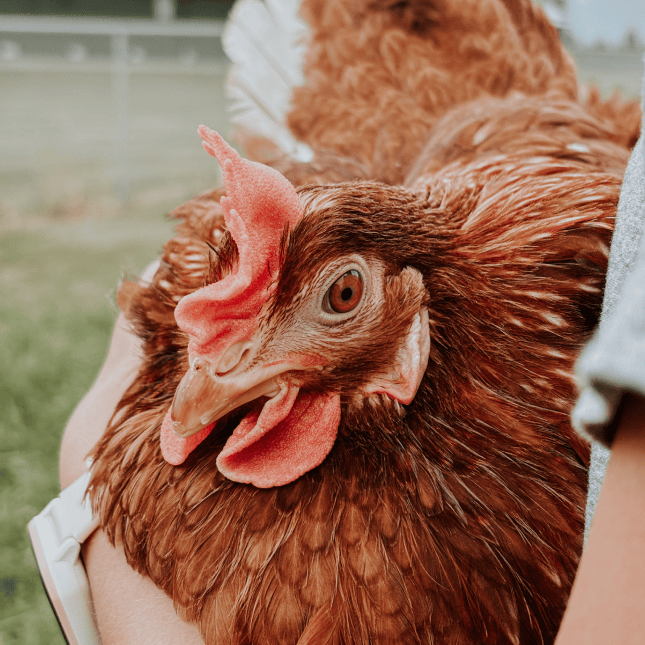 Close-up of a brown chicken.
