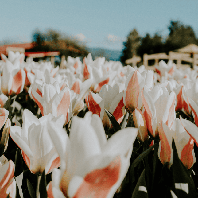 Close-up of white and pink tulips.