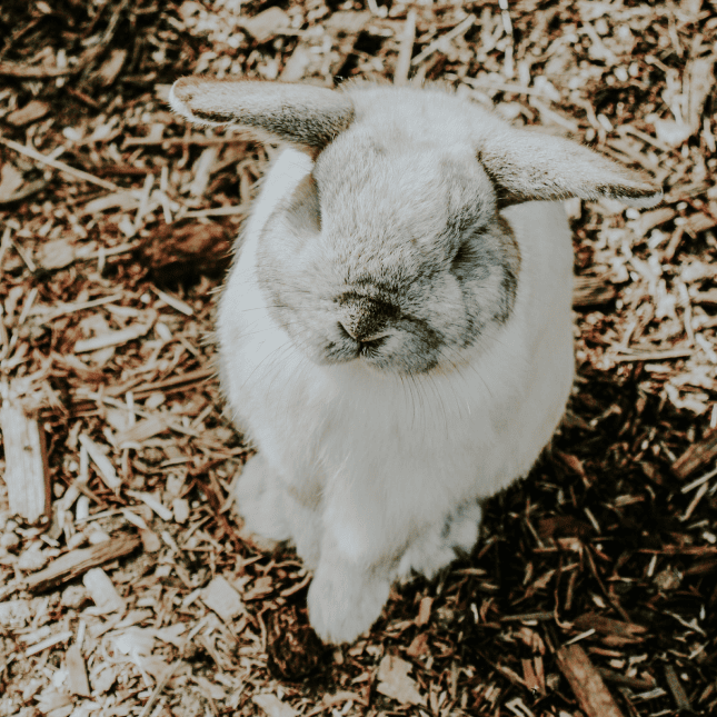 White bunny resting on wood chips.