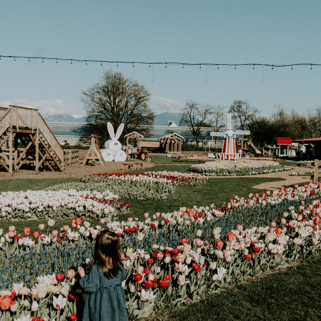 Wide view of tulip fields and farm buildings.