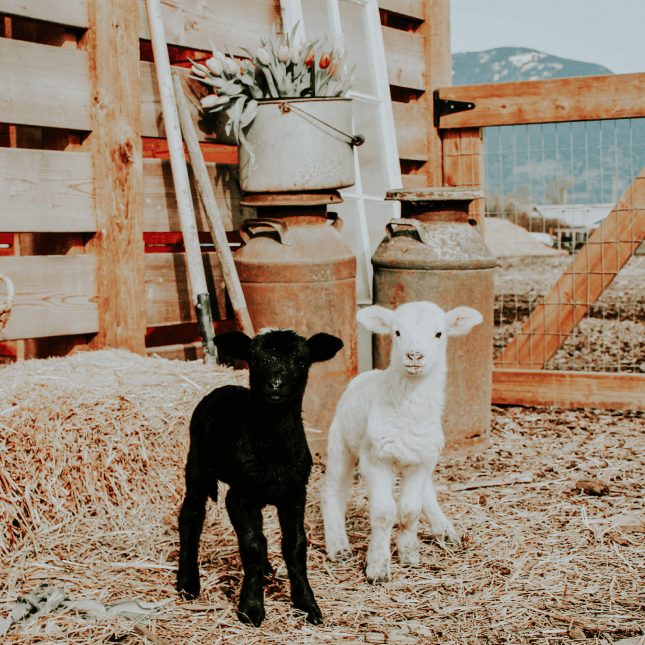 Two goats standing inside a barn enclosure.