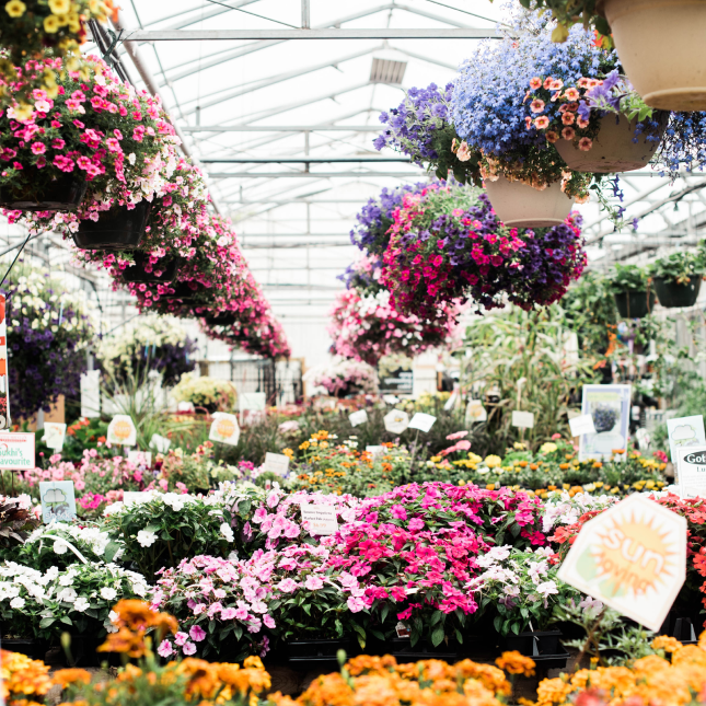 Hanging flower baskets inside a greenhouse.