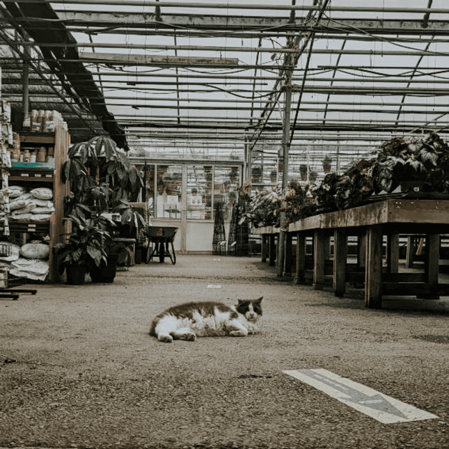 Greenhouse interior with plants and a cat lying on the floor.