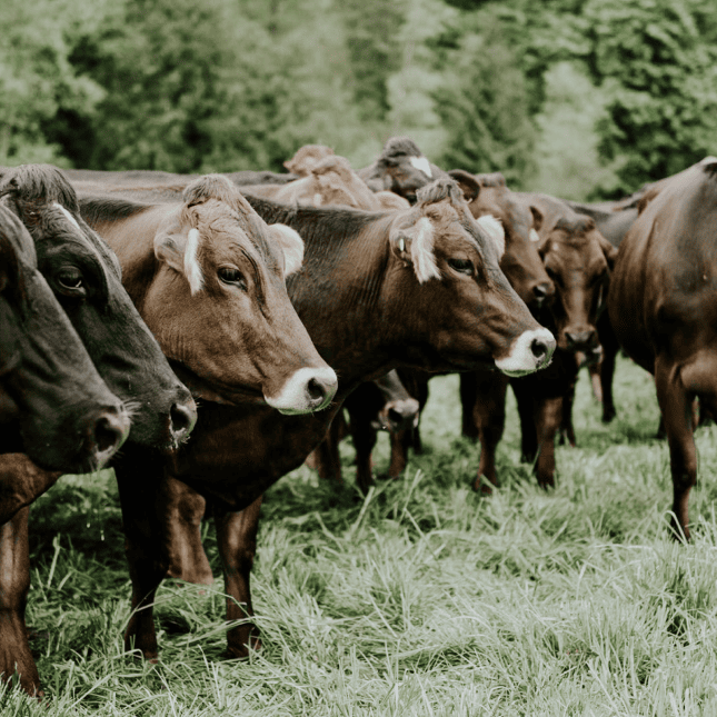 Herd of water buffalo standing in a grassy field.