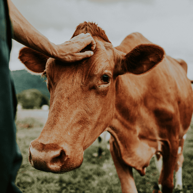 Close-up of a brown cow looking at the camera.
