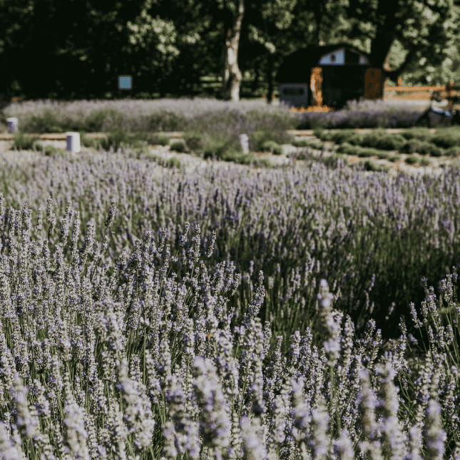 Rows of blooming lavender in a field.