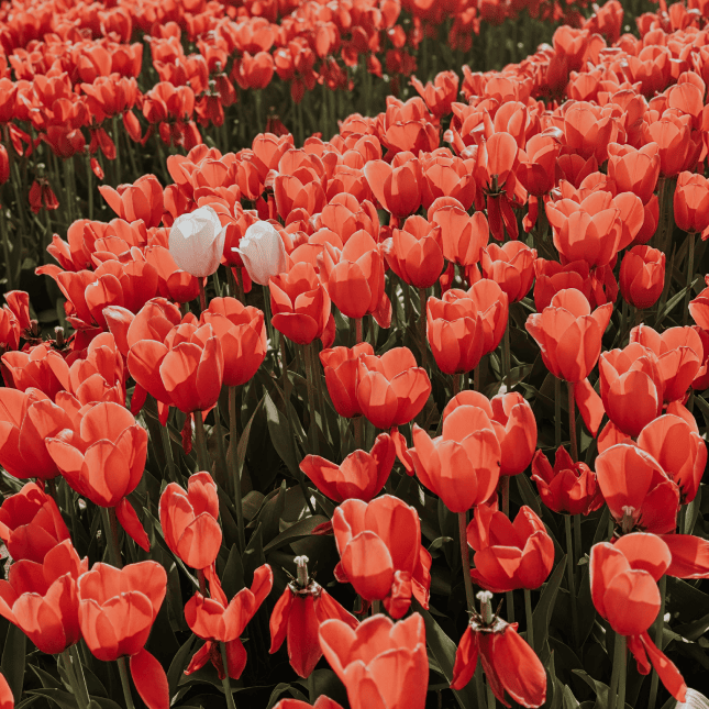 Close-up of bright red tulips in bloom.