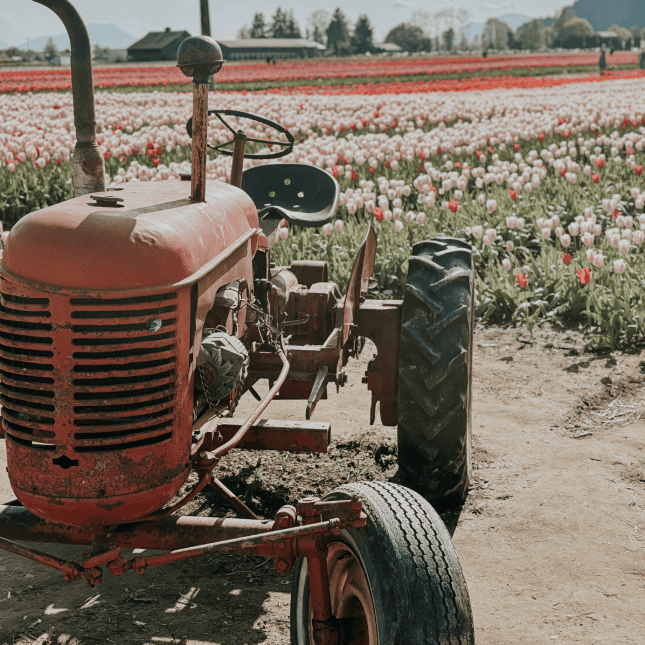 Vintage red tractor parked between tulip rows.