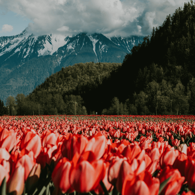 Red tulip field with mountains in the background.