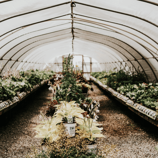 Interior of a greenhouse with rows of plants.