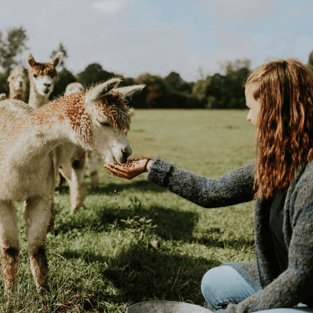 Person feeding animal's 