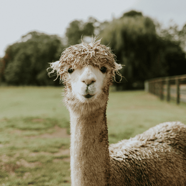 Close up of Alpaca head 
