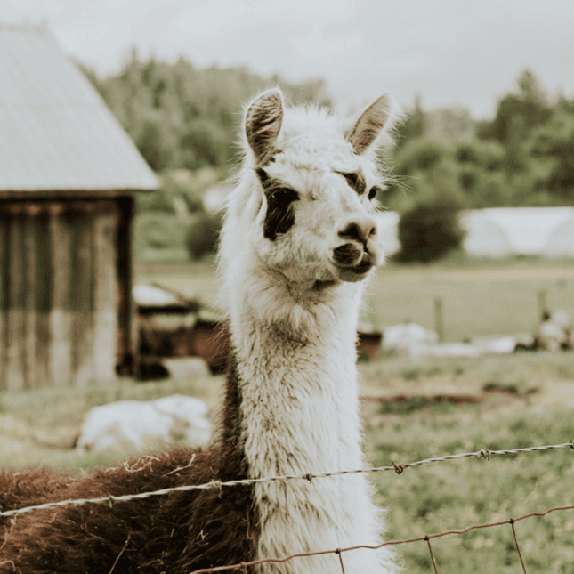 Llama standing in a grassy farm setting near a barn.