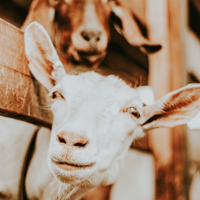 Close up of a goats face