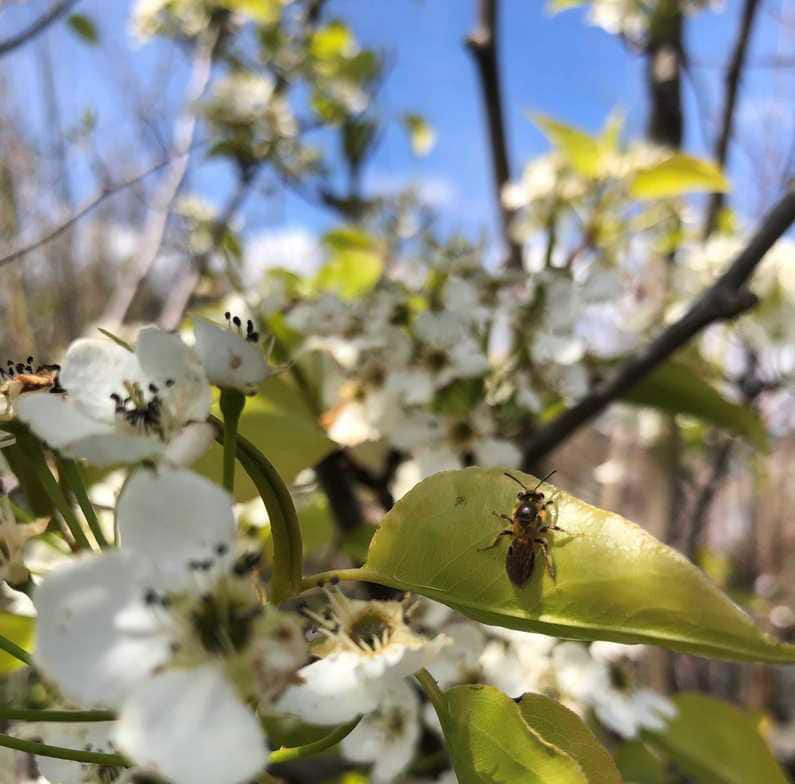 Welcoming Mason Bees
