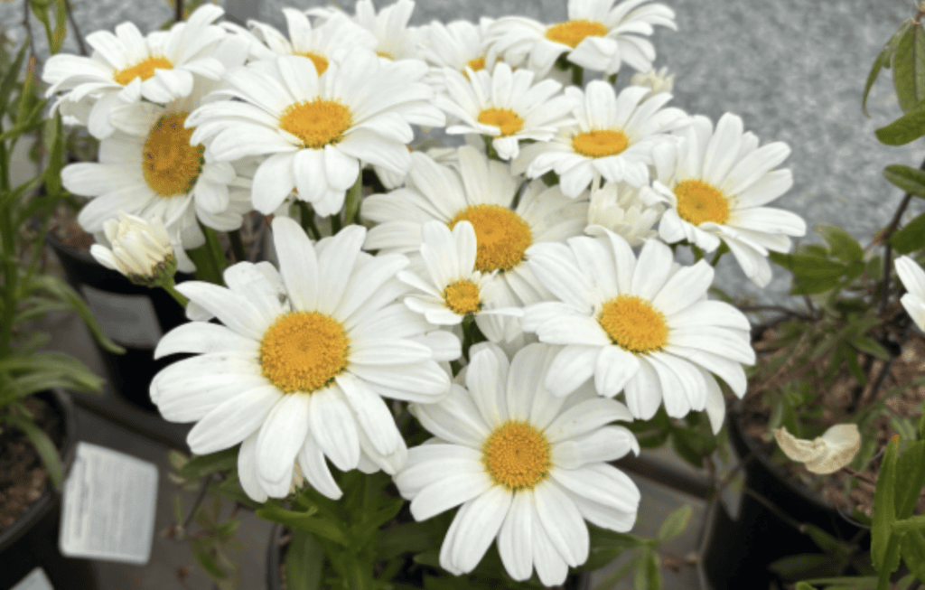 a bundle of daisies
