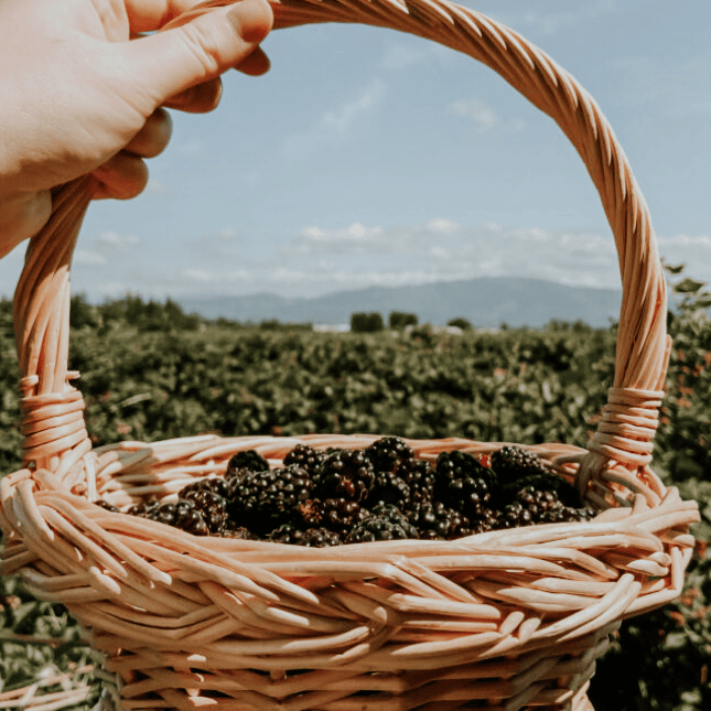 a basket full of blackberries