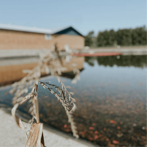 Langley The Bog Cranberry Farm 2023 56 1
